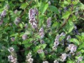 /album/mata-peprna/a1182746-mentha-pip-agnes-12-main-large-jpg1/